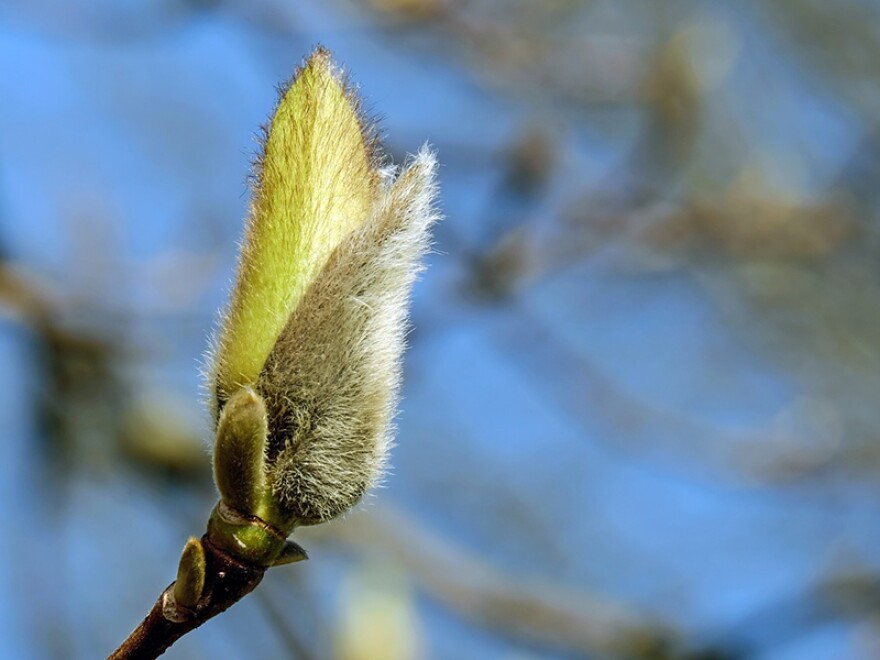 The bud scale of a Magnolia.