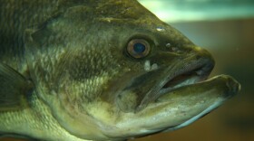 Largemouth bass - Micropterus salmoides