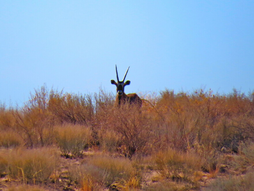 A gemsbok with long, straight horns faces the camera while standing partially hidden among dry grasses and shrubs in a desert landscape beneath a blue sky.