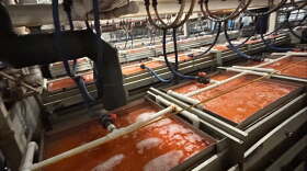 Hatchery salmon eggs.