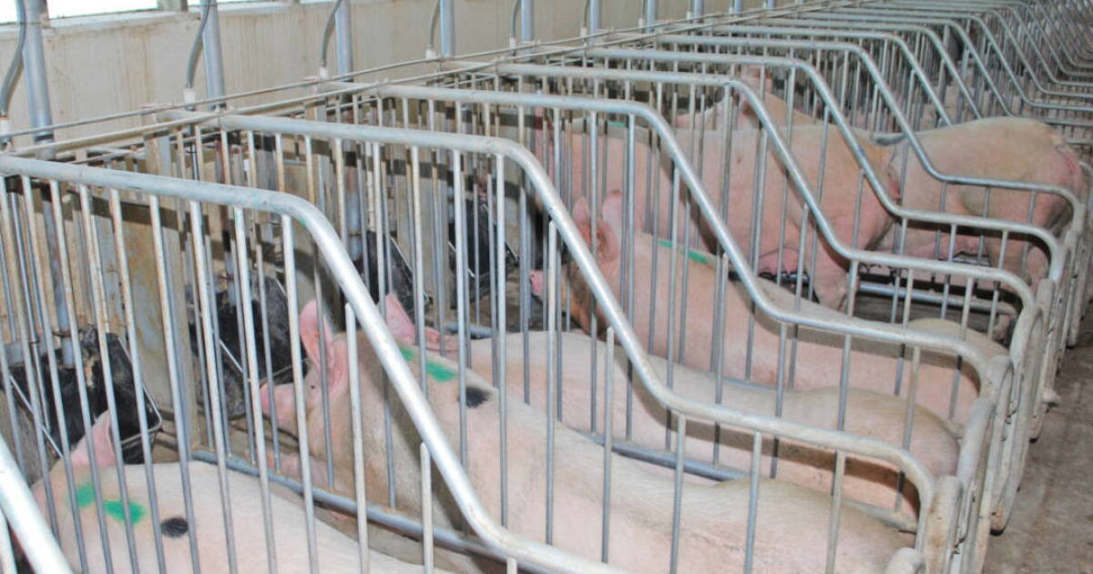 Humane Bacon Will Mass. consumers be able to bring home the bacon after humane pork ...