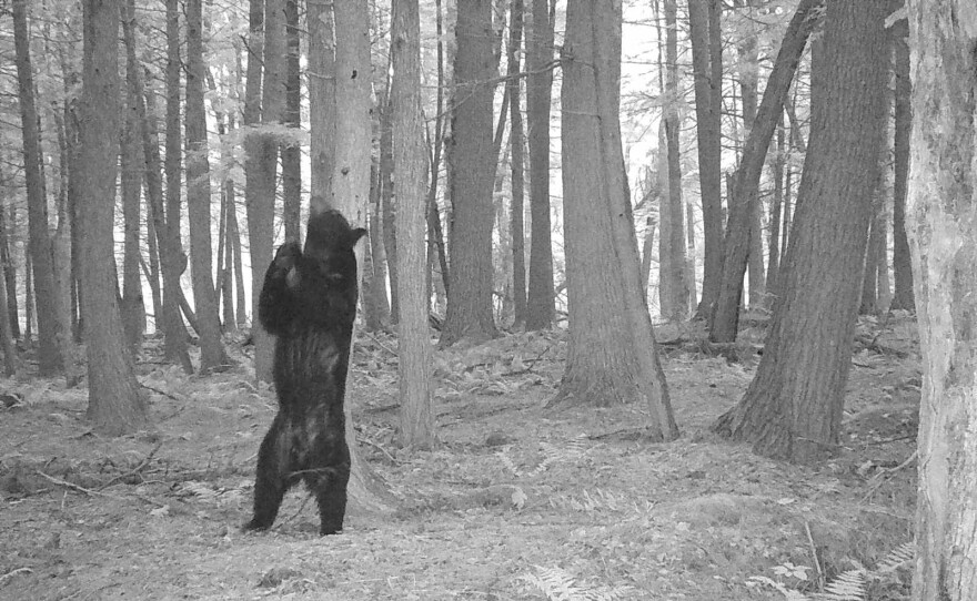 A bear in Price County
