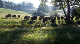 Beef cattle grazing in Jessamine County.