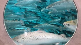 Wisconsin-based Superior Fresh acquired the former Albany, Indiana, AquaBounty aquaculture site in July 2024, but the company won’t produce genetically modified salmon.
