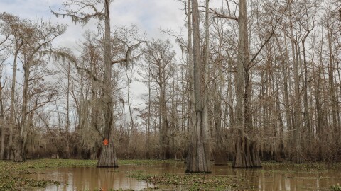 The swamps of the Atchafalaya Basin are pictured in February 2025.
