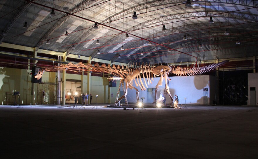 The titanosaur, seen here nearly spanning the width of a hangar, is considered the largest known dinosaur in the world.