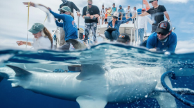 Researchers and students at the University of Miami Shark Research Lab are tagging sharks and tracking their migration patterns.