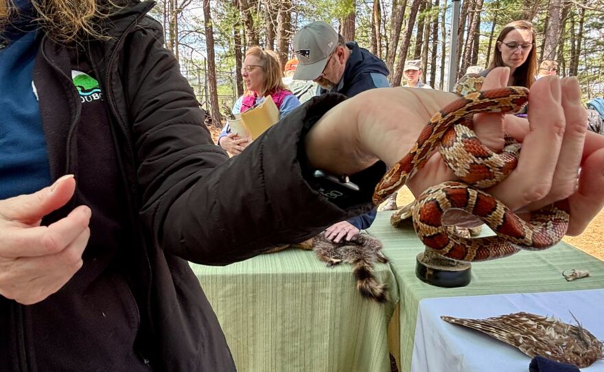 Lucy Murayda, an education assistant with NH Audubon, handles Poppy, a 10-month old red rat snake, at Fish and Game’s Discover Wild NH Day.