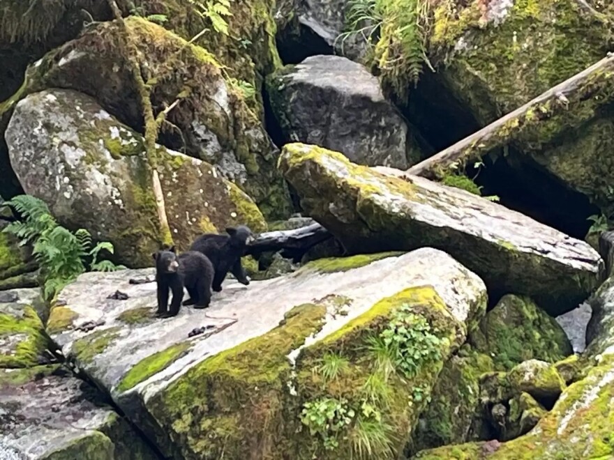 black bears