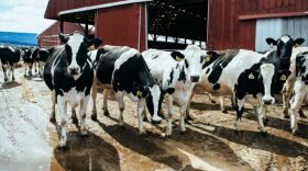 Cows from a dairy farm in Central Pennsylvania.