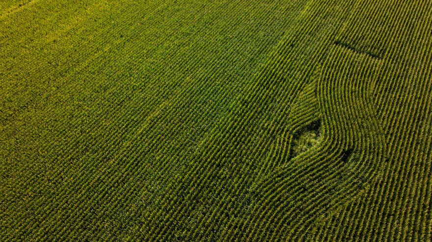 From above, you can see the dividing line between Illinois farmer Chad Moore's short corn on the left and his more classic, taller corn on the right. Moore is an early adopter of Bayer's new Preceon short-stature corn.