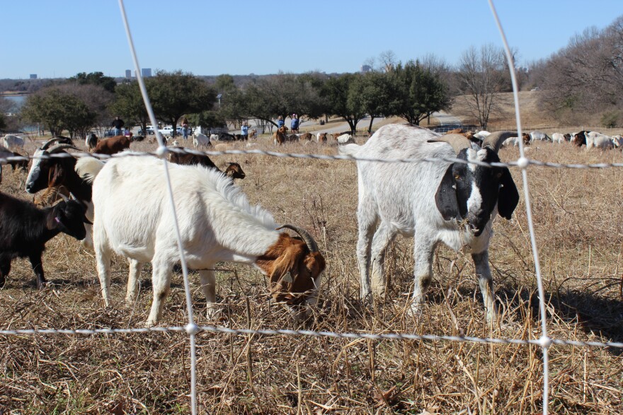 Goats graze at White Rock Lake in Dallas.