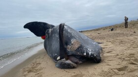 The young female right whale was found dead on an Edgartown beach.