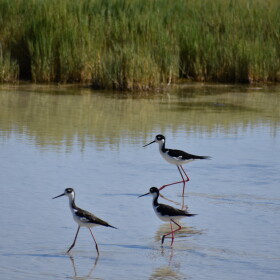 Three small black and white birds wade in Great Salt Lake. 