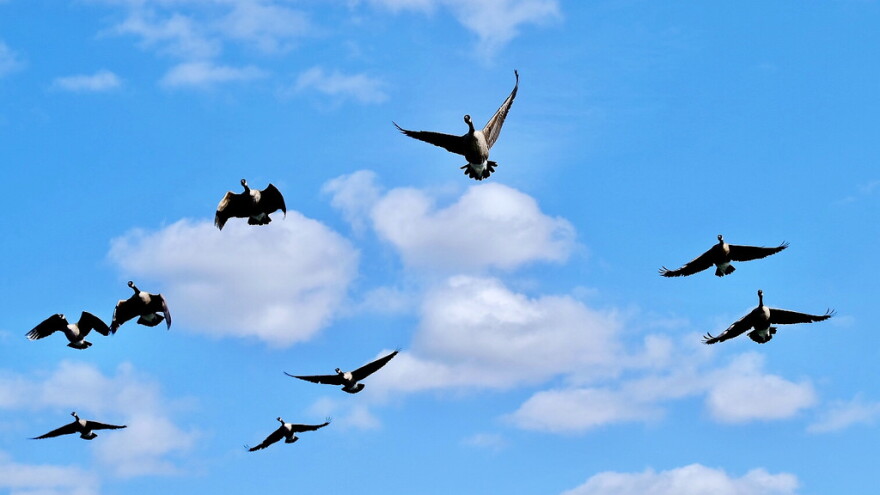 geese fly overhead