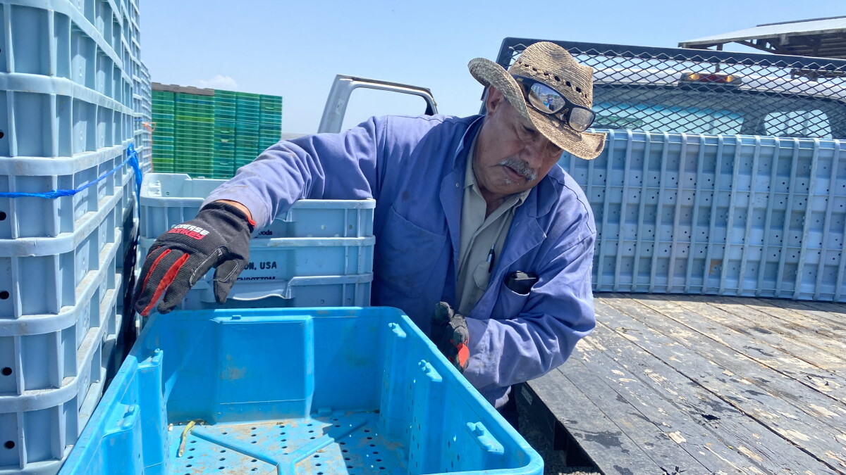 Spring push: Long cool spring, then record warmth sends Northwest farmers scrambling - Vimarsana News