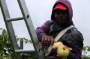 Dwayne Chaplin clips the stems of Honeycrisp apples at Ricker Hill Orchards in Turner. He says this is his third season coming to the US on an H-2A visa.