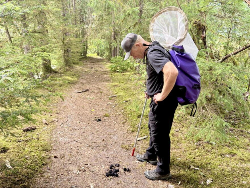 John Hudson, a friend of Bob Armstrong, walks through forest path littered with bear scat and decaying salmon carcasses. (Peter O'Dowd/Here & Now)