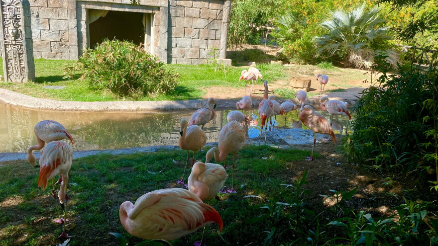 reid park zoo 1