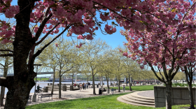 Cherry trees in bloom at Sawyer Point Park and Yeatman's Cove.