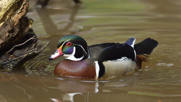 Wood duck