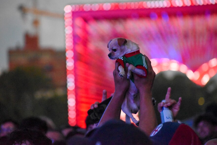 A small dog is hoisted up above the crowd at the Mexico vs England match. He was desperate to watch the game and could not see from way down there on the ground.