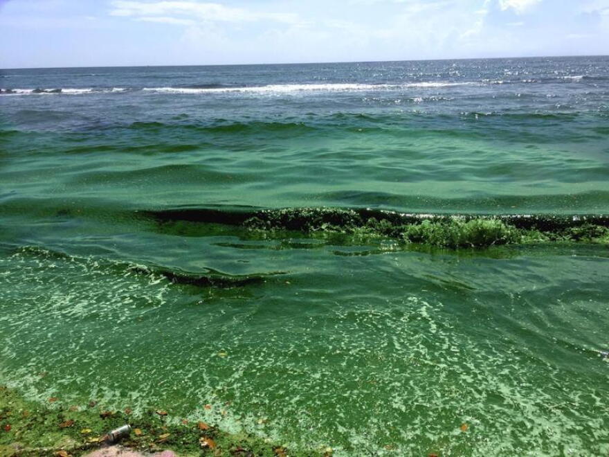 Blue-green algae along the shore of Martin County. Blue-green algae blooms on Florida's Treasure Coast last summer had a devastating impact on the region's tourism, fishing and wildlife.