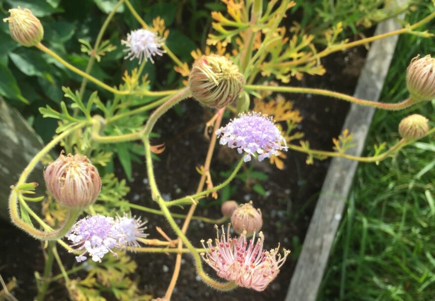 Wild flowers on Appledore Island. (Courtesy Amy Sherwood)