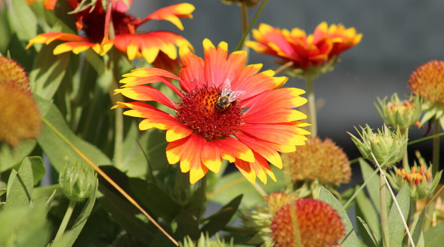 Gaillardia pulchella, or Firewheel.