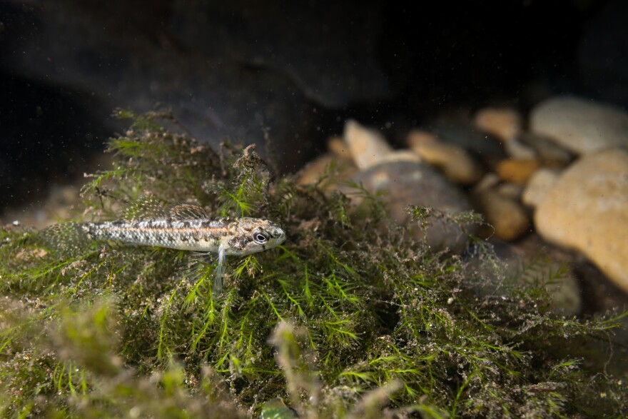 Fountain Darter found in the San Marcos River