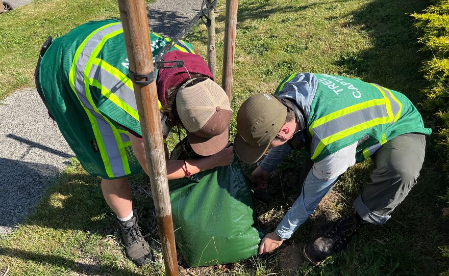 Jaala Smith, left, and Fulton Bryant-Anderson, right, adjust a full water bag around a new tree in South Tacoma. Water slowly leaks out of the bag's perforations, watering it over the course of a week.