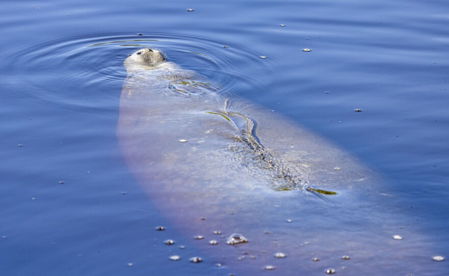 The manatees at Manatee Park in Lee County were very active in the warming waters in the park. 