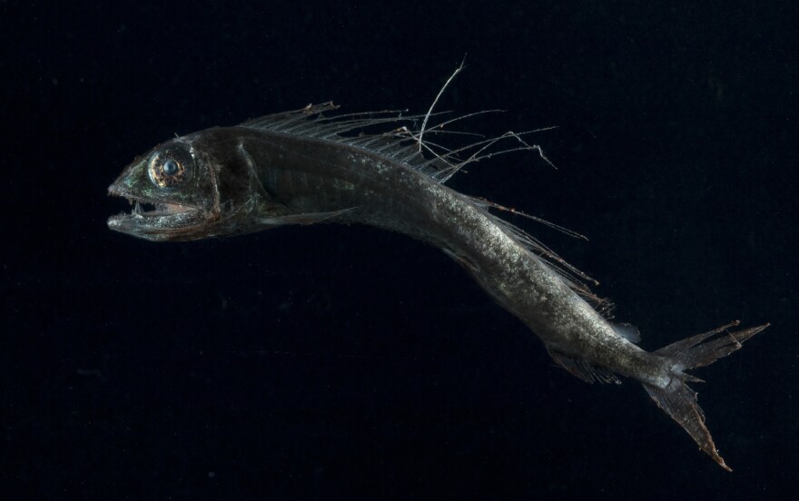 Researchers found plastic in the stomachs of one out of every three lancetfish they studied.