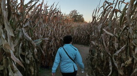 A woman walks through the Blast Corn Maze in Webster Township.