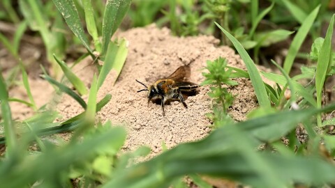A female bee emerges from her nest at Webster Union Cemetery in Webster.