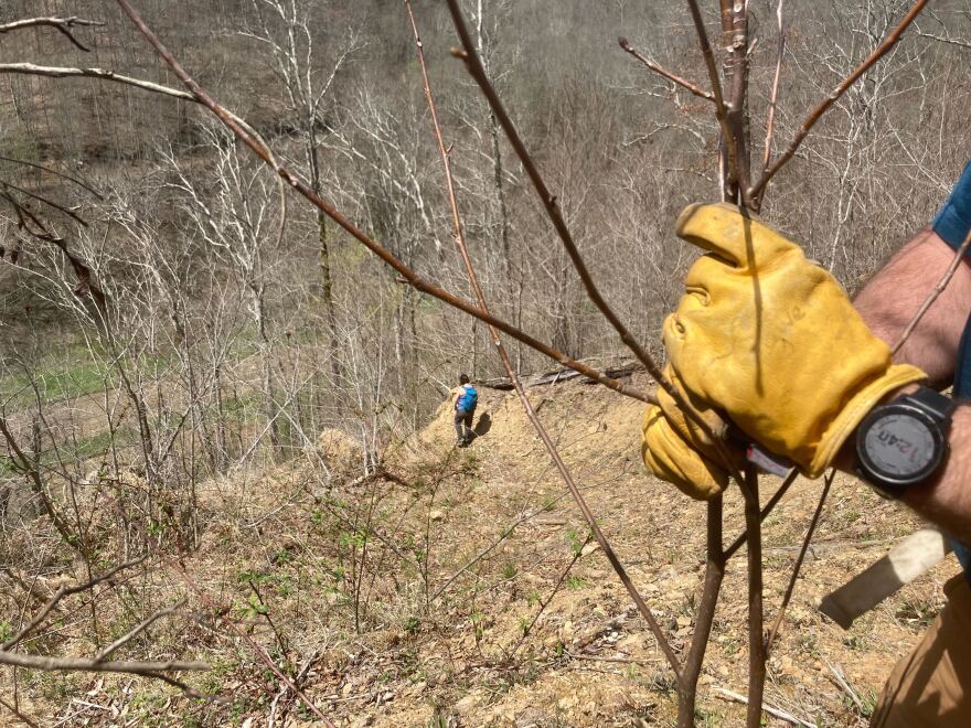 A landslide in a formerly logged part of the Daniel Boone National Forest.