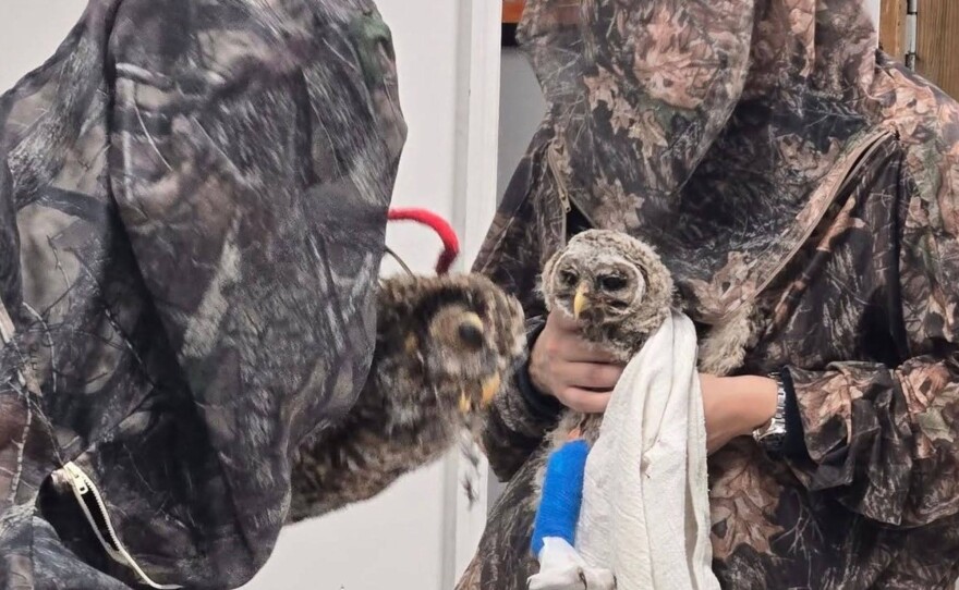 Staff members in camouflage feeding a baby owl with a puppet.