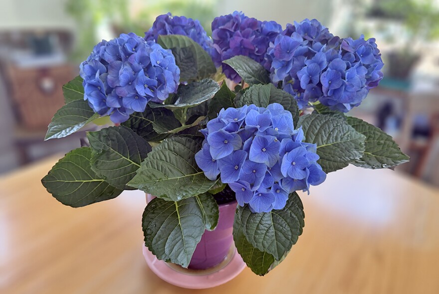 A vase of blue hydrangeas.