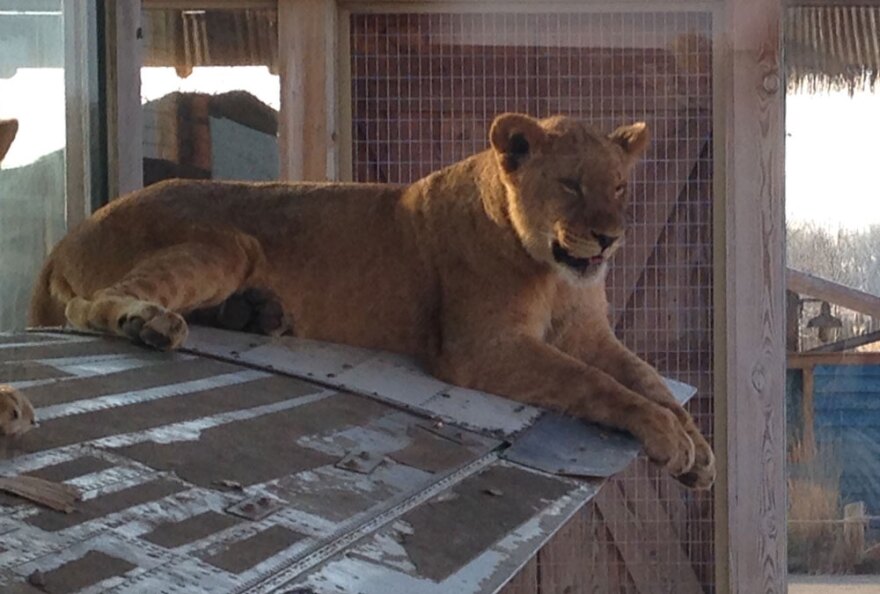  A big cat sits on an enclosure at the Columbus Zoo & Aquarium.