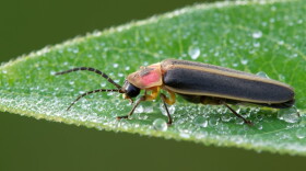According to a new study, a decline in fireflies could have cascading effects on other species and ecosystems.