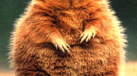 fat-groundhog