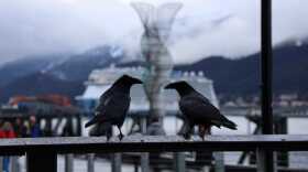 ravens