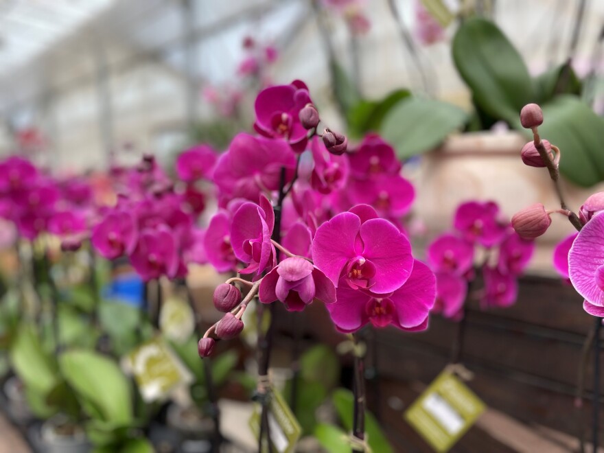 Orchids for sale in the store at Westerlay Orchids in Carpinteria