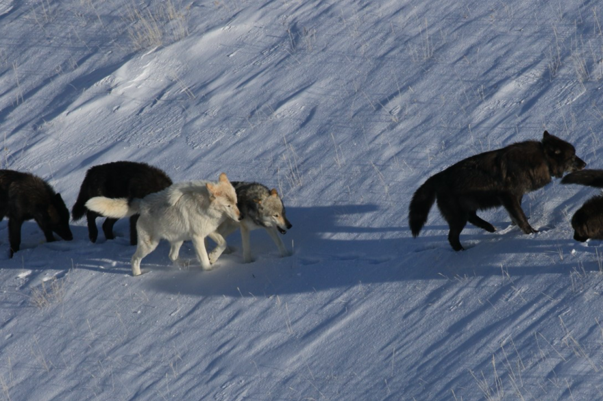 A pack of wolves in Yellowstone National Park are spotted from a wildlife tracking plane