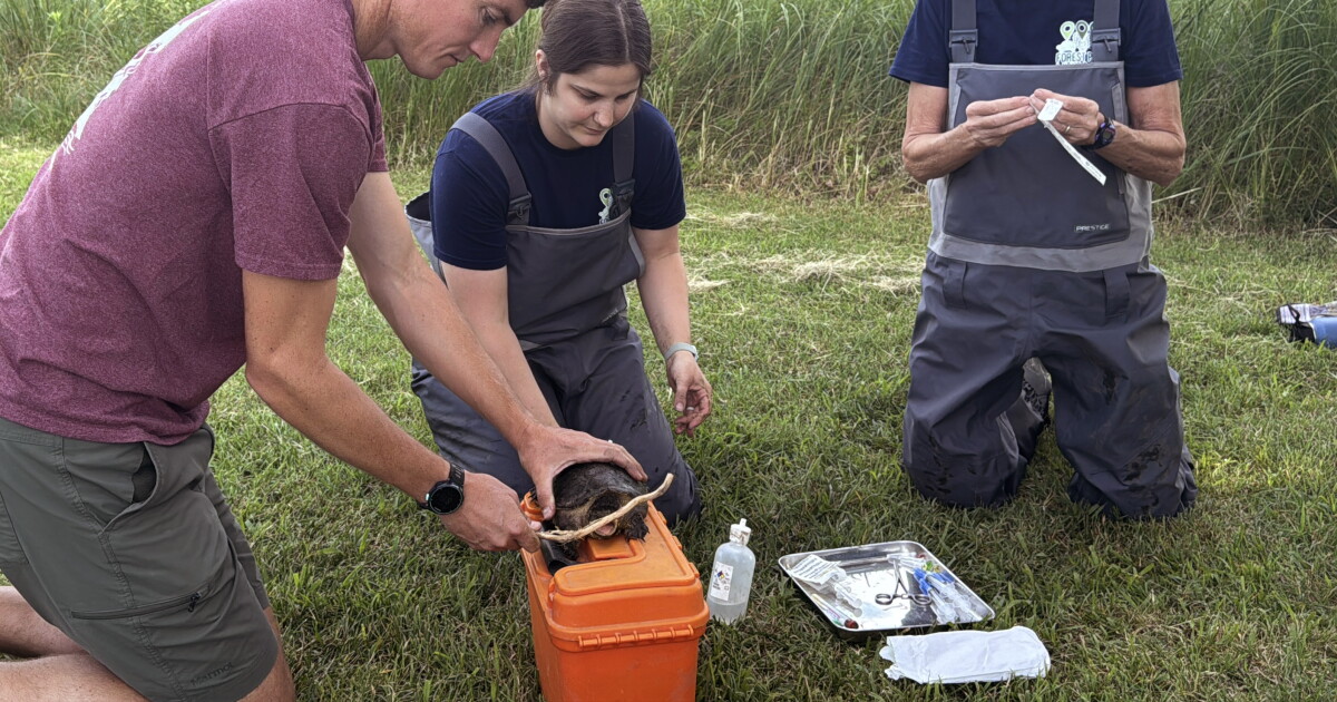 To understand plastic's impact on humans, scientists study Forest Park's turtles