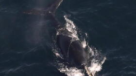 North Atlantic right whales #5110 documented with lines wrapped around the head and body on December 9, 2024.