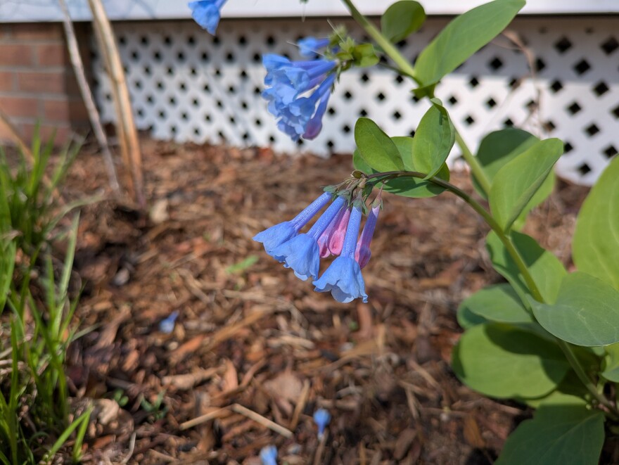 Mertensia virginica (Virginia bluebells) is a native spring ephemeral which means they flower early and drop all their leaves in early Spring.