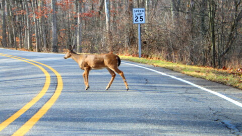File: Deer crossing road in Michigan