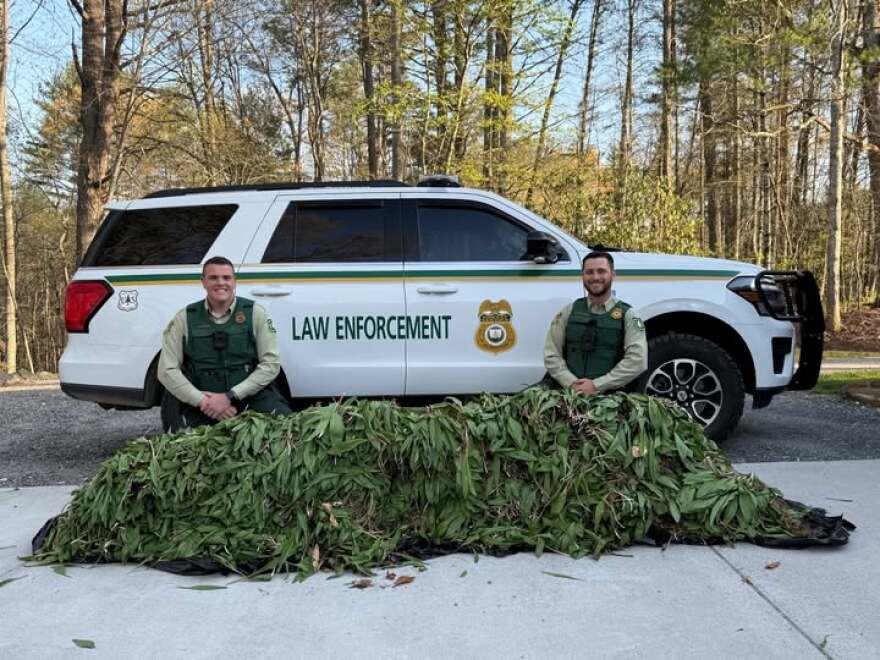 Large Scale Ramp Poaching Operation Busted in Nantahala National Forest as 425 Seized