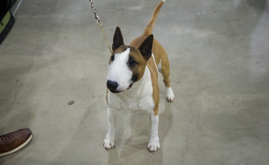 Pancho Villa, one of the nation’s top miniature bull terriers.